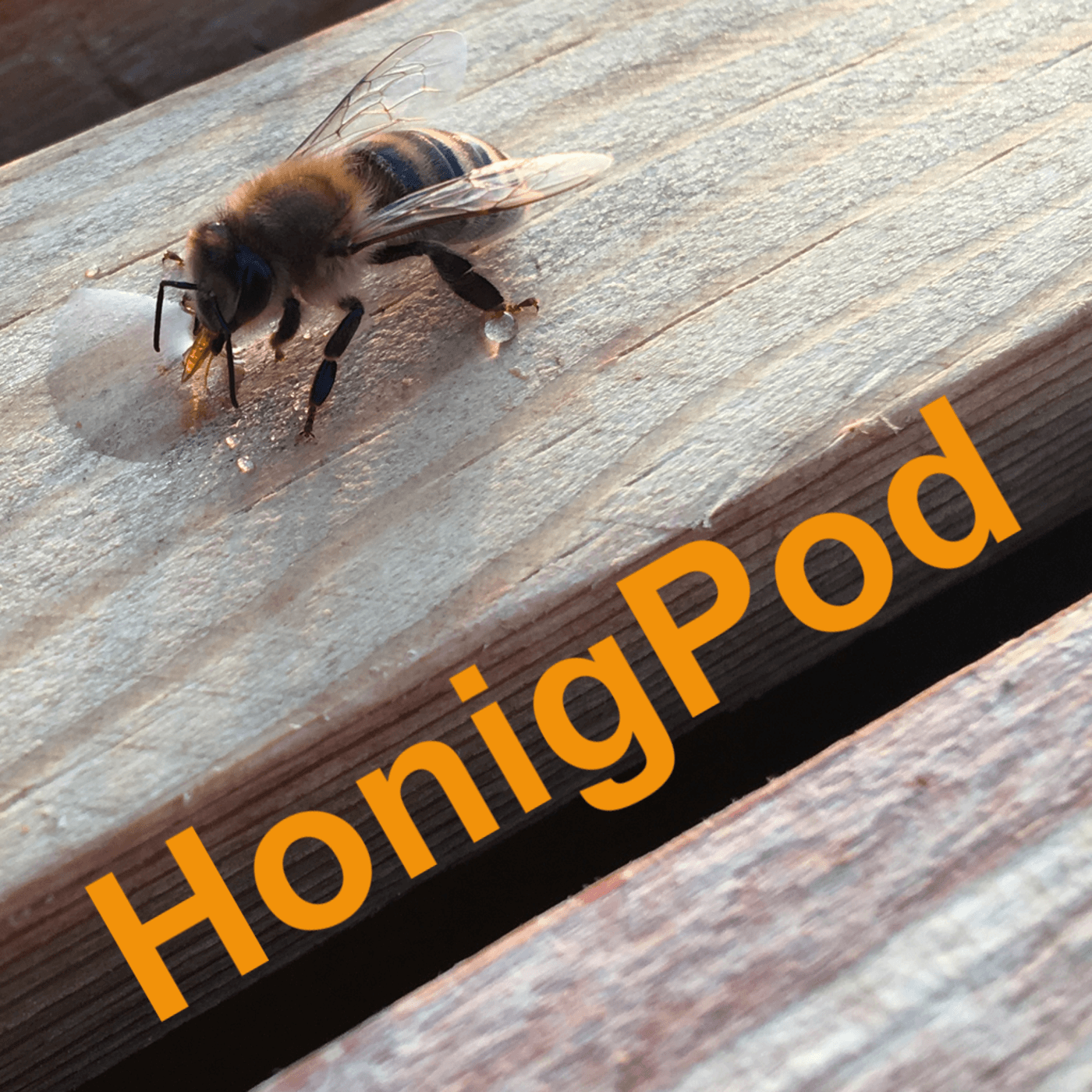 HonigPod